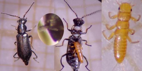 Charopus pallipes